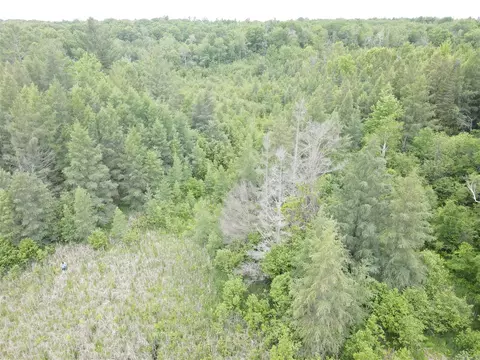 Norwegian, Harrison, MI 48625 photo 16