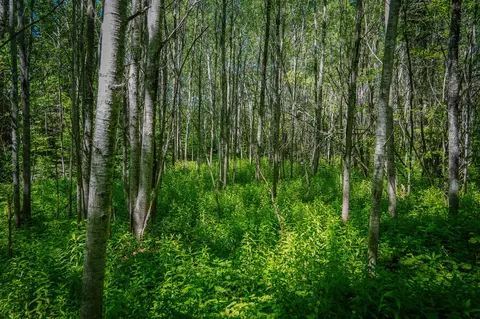 S North Hulbert, Hulbert, MI 49748 photo 24