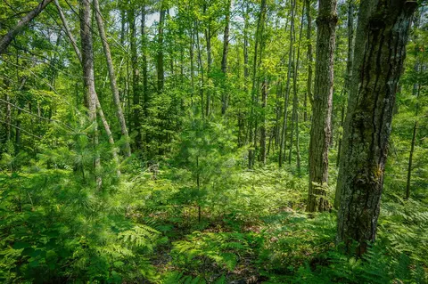 V/l Glenrose, Wolverine, MI 49799 photo 34