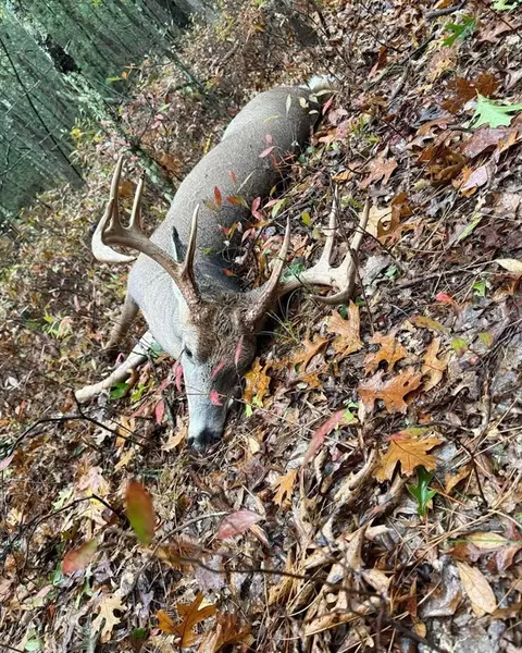 N Q, Marshall, MI 49068 photo 78