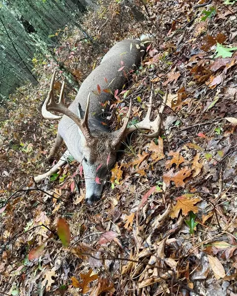 V/l N Q, Marshall, MI 49068 photo 77