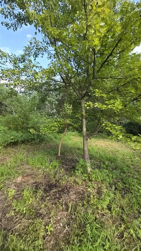 N Q, Marshall, MI 49068 photo 38