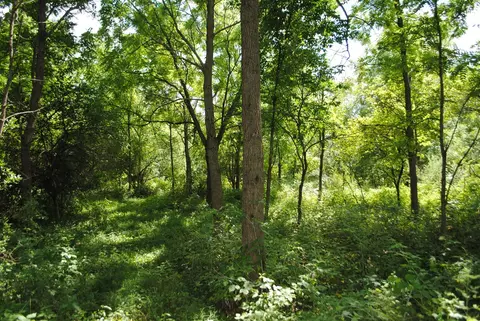 3199 Luna, Dexter, MI 48130 photo 10