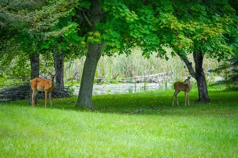 Other - 5260 N Hockaday, Gladwin, MI 48624 photo 19 of 20