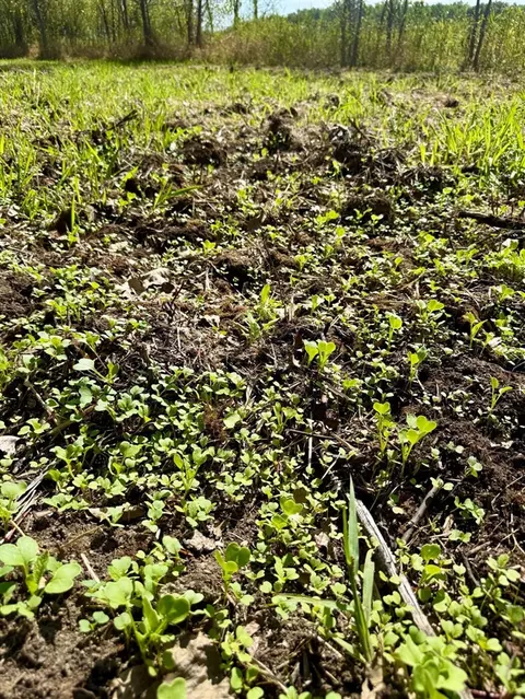 V/l Cade Rd, Capac, MI 48014 photo 27