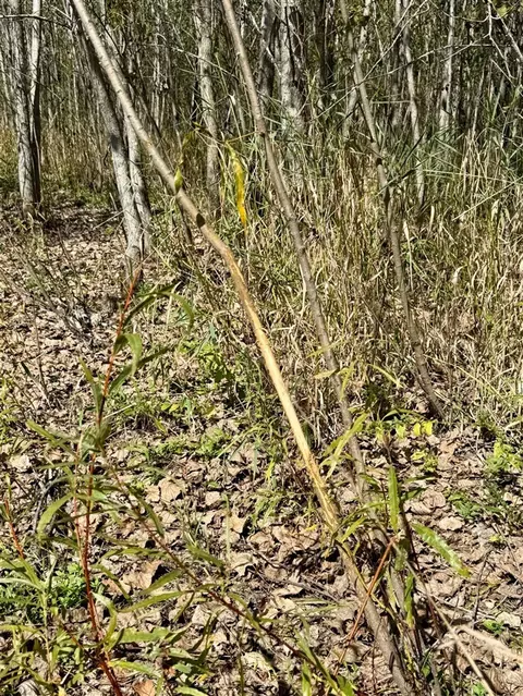 V/l Cade Rd, Capac, MI 48014 photo 25
