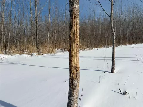 V/l Cade Rd, Capac, MI 48014 photo 41