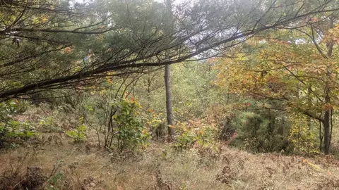emerald ridge, Onekama, MI 49675 photo 8