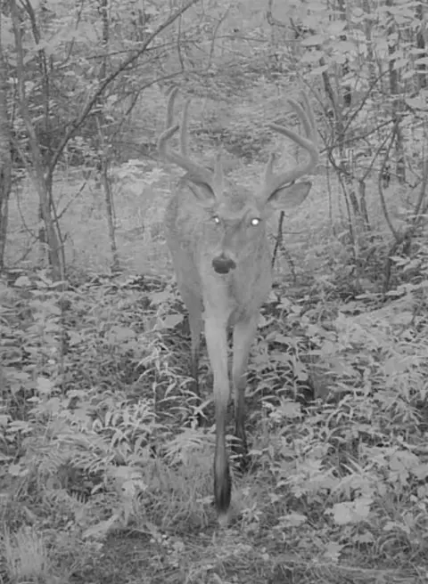 Vl Ayers, Marcellus, MI 49067 photo 10