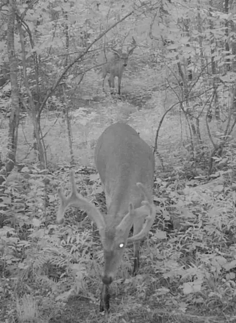 Vl Ayers, Marcellus, MI 49067 photo 11