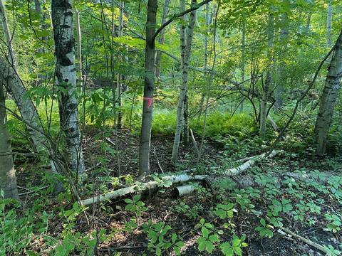 allegheny LOT : MU., Evart, MI 49631
