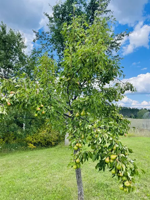 6201 E 16, Manton, MI 49663 photo 53