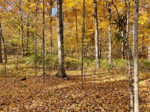 00 Lost Resort, Buckley, MI 49620