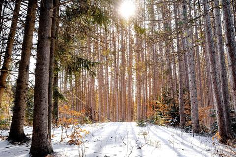 13375 Viaduct, Copemish, MI 49625