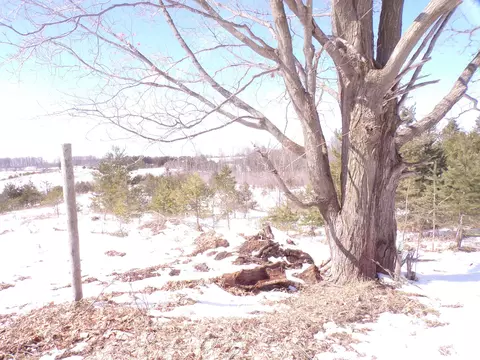 00 45, Manton, MI 49663 photo 4