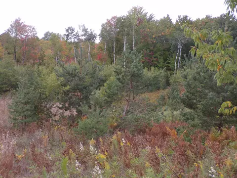 00 45, Manton, MI 49663 photo 3