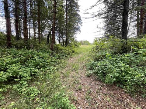 11631 E 20, Manton, MI 49663 photo 22