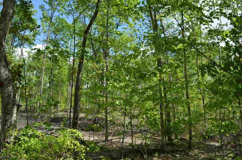 0 Springhill, Alba, MI 49611 photo 8