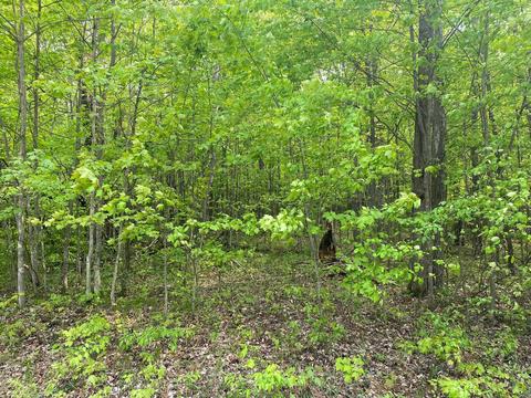 Fribourg, Reed City, MI 49677