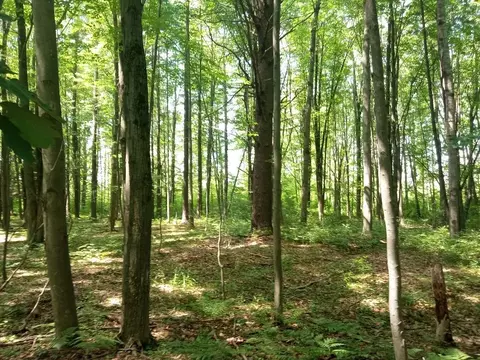 M-65, Twining, MI 48766 photo 2