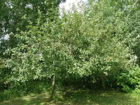 9045 E Lily Lk, Gladwin, MI 48624 photo 8
