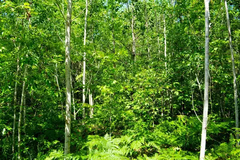 V/l Gedman Road, Mancelona, MI 49659