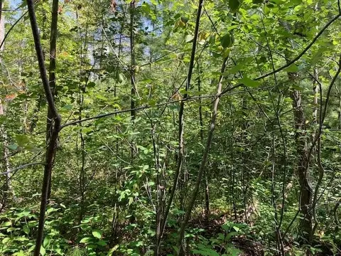 Fredmar, Interlochen, MI 49643 photo 5