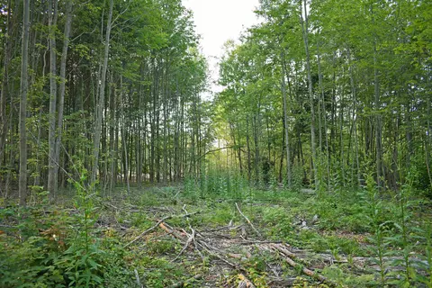 Parcel L Road Tbd, Mikado, MI 48738