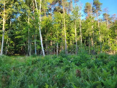 812 N Coleman, Shepherd, MI 48883 photo 3