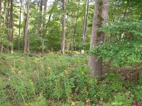 Lot 485 N Ogemaw Lot: 485, West Branch, MI 48661