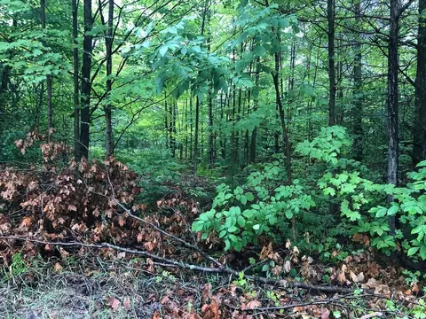 Vl S Weldon, Beulah, MI 49617