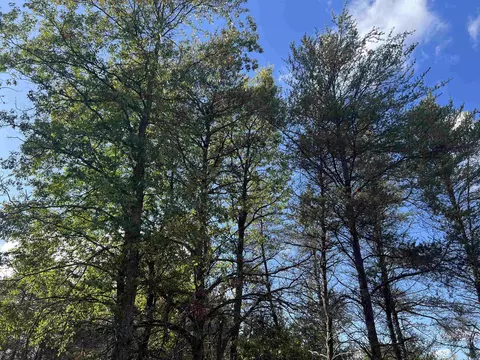 Lot 45 Wobbler, Roscommon, MI 48653