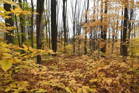 30 E 18, Mesick, MI 49668 photo 50
