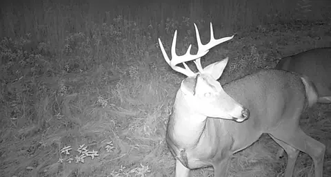 30 E 18, Mesick, MI 49668 photo 67