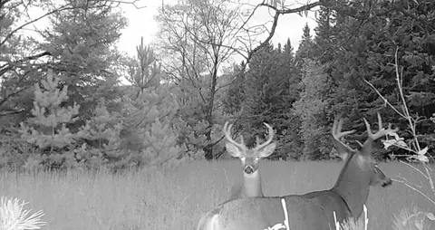 30 E 18, Mesick, MI 49668 photo 66
