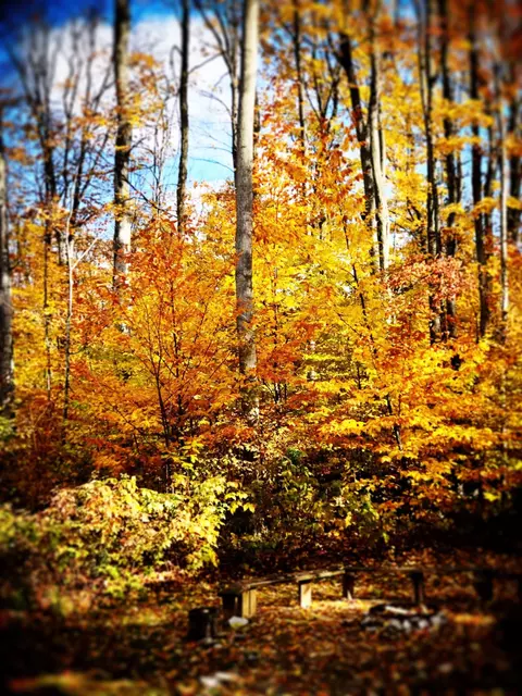 4354 S Beech #LOT : 17, Cedar, MI 49621 photo 37