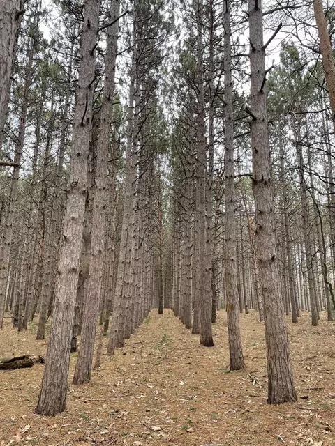 V/l Cherry, Manistee, MI 49660