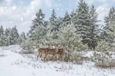 Parcel F N 2 1/2, Buckley, MI 49620