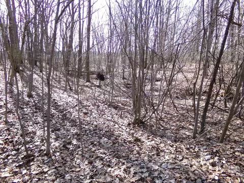 Tbd E River Run, Mount Pleasant, MI 48858 photo 5