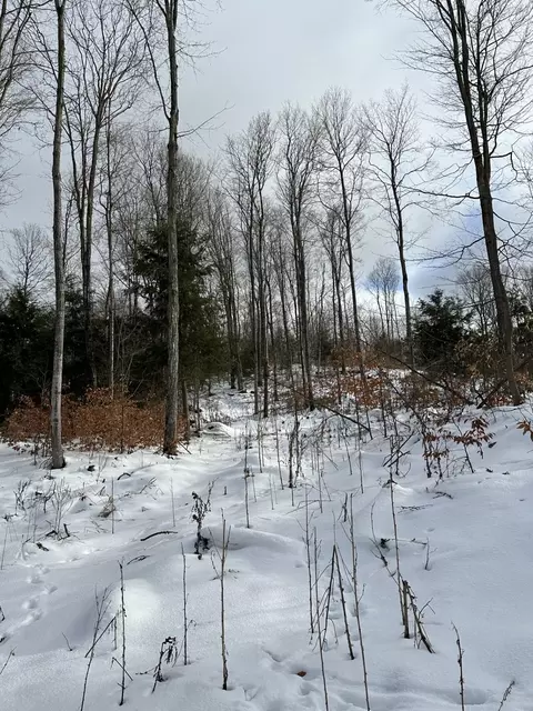 s lime lake, Cedar, MI 49621 photo 3