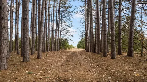 00 Golden Rd SE, Kalkaska, MI 49646
