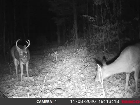 405 NE Plum, Mancelona, MI 49659