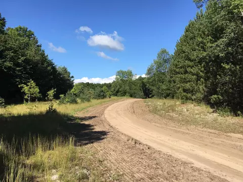 black walnut LOT - 5, Kalkaska, MI 49646