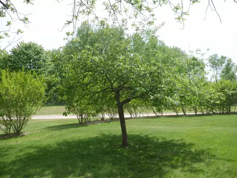 1775 E County Line, Hale, MI 48739 photo 30