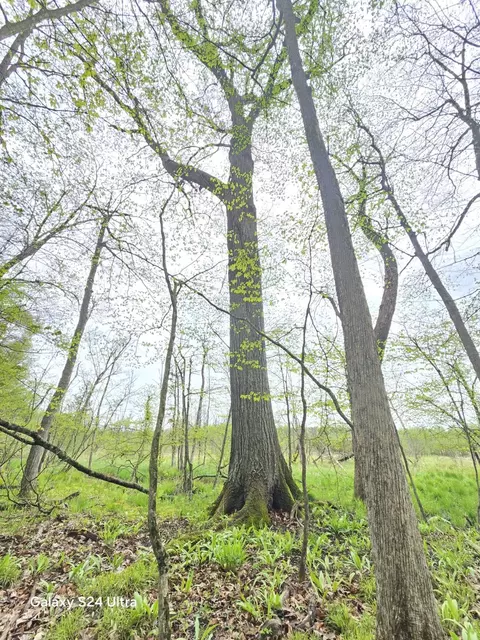 Other - 10559 Millbrook, Blanchard, MI 49310 photo 9 of 27