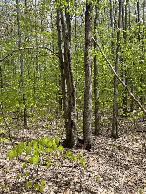 beechridge LOT : 21, Lake Ann, MI 49650