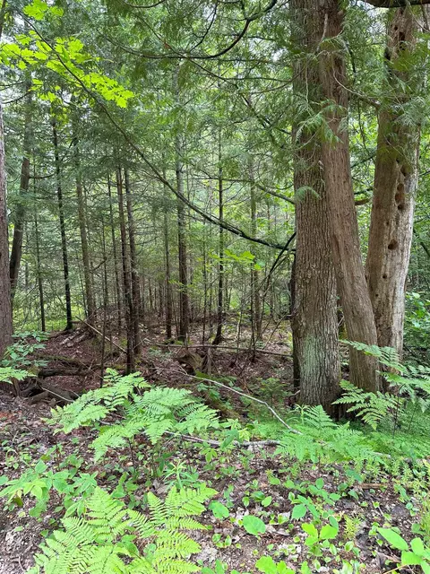 lot42 Birchcrest, Kalkaska, MI 19646