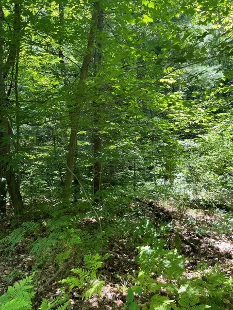 211 Logging, Leroy, MI 49655 photo 3