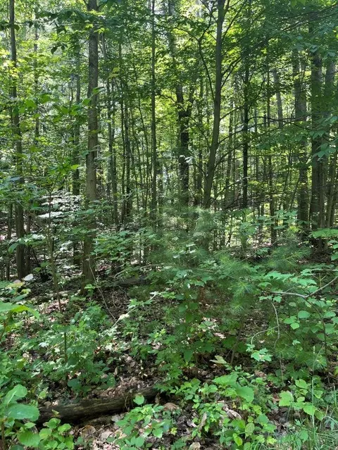 211 Logging, Leroy, MI 49655 photo 5