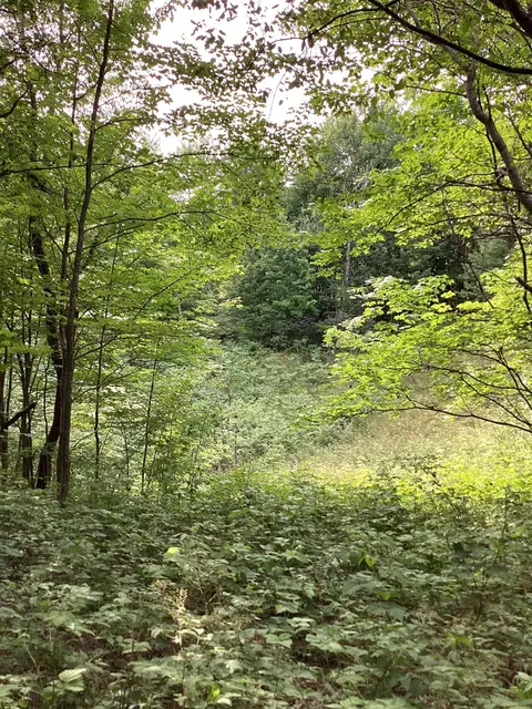 lot605 Crestwood, Mancelona, MI 49659